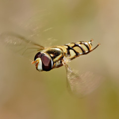 Black Manila Hoverfly