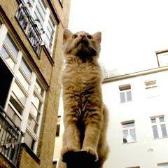 Le Break-Inn Des Amateurs