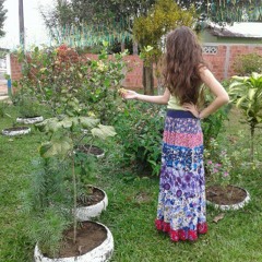 Jurema