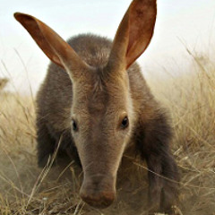 Aardvarks agree! (so can we)