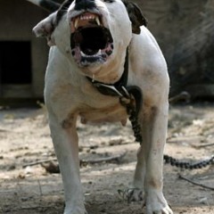 They see me hooding_LPM!