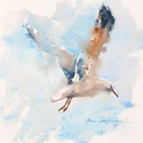 Seagull