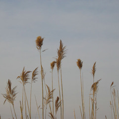 Les Fleurs Anciennes