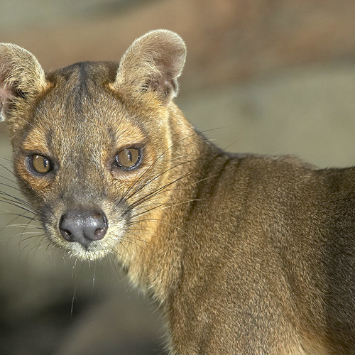 Stream Fossa Vocalization by San Diego Zoo | Listen online for free on ...