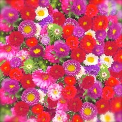 Princess Joanne [WIP]