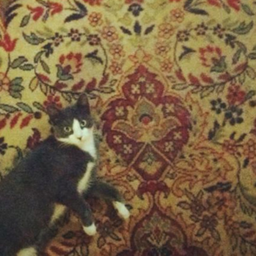 I Want You Around-- The Ramones