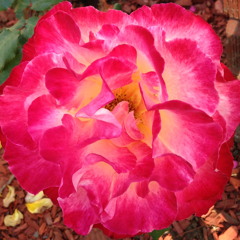 Bobby Mc Ferrin & Lisa Donna Duet! (Improvisation)