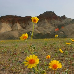 Wildflowers Redheads And Moonshine