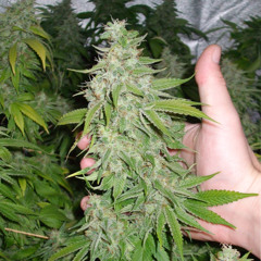 The Doc (instrumental)