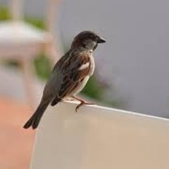 Bird on the wire ( L.Cohen )rendition by Serald X