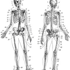 Bones