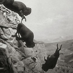 Catfish Phase- Fall Off