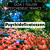 Artwork for Psychidelicatessen- Fullon Morning Goa