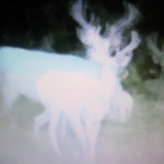 NIghtcore - Enya - Storms In Africa