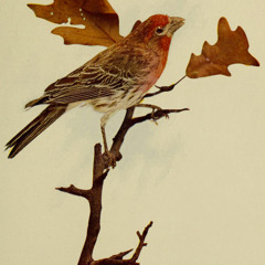 Carpodacus Mexicanus