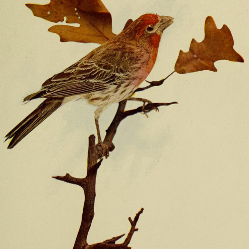 Carpodacus Mexicanus