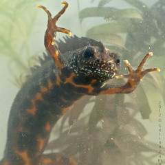 เก็บผ้า (yellow fang cover)