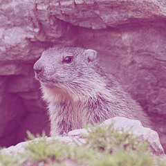 Fini les insomnies et dormir comme une marmotte