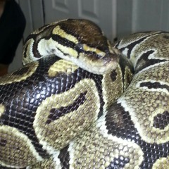 The Game A Struggle at Blaze Gee ft Knoxx n Brooklyn