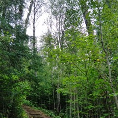 ⋄forest god⋄ // ASPEN // mystic fantasy