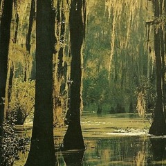 swamp