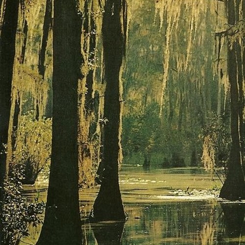 swamp