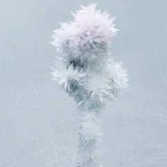 Crystallized Water (The Psychonautz)
