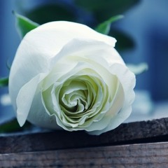 TimRubiu & Kadenza - White Roses