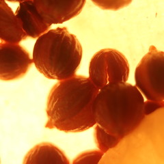 Should I say good bye? - NuJazzLove (guitar solo) WIP