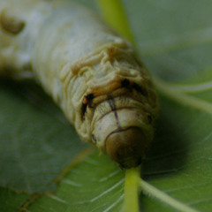 Tate Modern - KNITSONIK AKA Felicity Ford - Sonic Weave . Exploring Silk and Viscose Through Sound