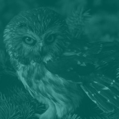 Cairoglyphs - Owl Eyes (feat. Alyssa P)