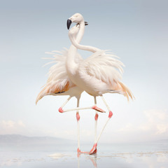 Rustie - Velcro