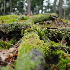 Mahdi Khaleel Talib - Takas luontoon (2014, tuot. Chordeiles Minor)