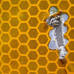 Curses (featuring Erin Lovett of Four Eyes)