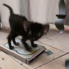 Monsterkitty :3