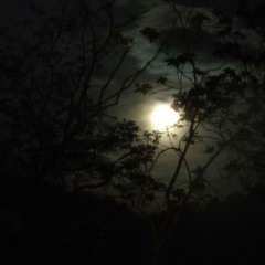 The Snakes Crawl At Night