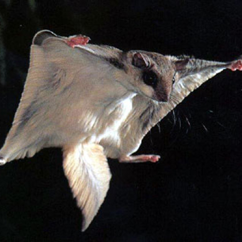The Flying Squirrel