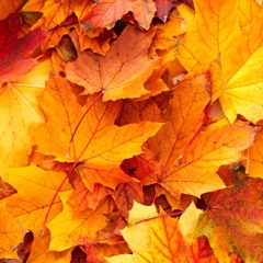 04 Autumn Leaves.MP3