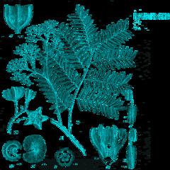 Xiomara Lougart - Besame Mucho(lesglobass Overdub)