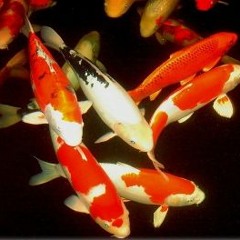 Koi Fish | Raisi K.
