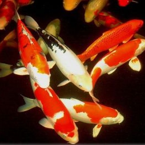Koi Fish | Raisi K.