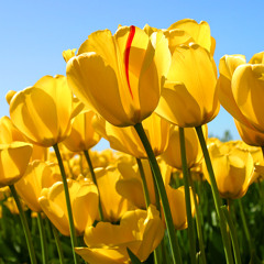 چنگ دل آهنگ دلکش می زند