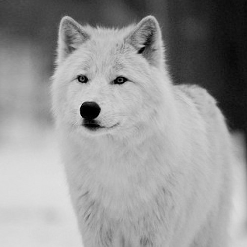 David Guetta Feat Sia - She Wolf (Realtation Remix)