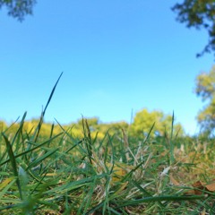 Les Pieds Dans L'Herbe (Impro Live)