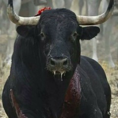 Elegido nosotros no olvidamos,Stop toro de la Vega