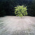 Artwork for My Sweet Orange Tree