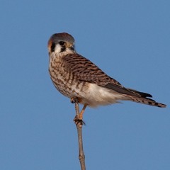 ...orKESTREL