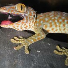 Gecko Pussy