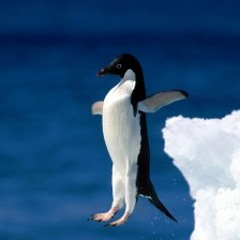 Penguin Tunes