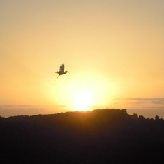 Blackbird (Arnold T RMX)